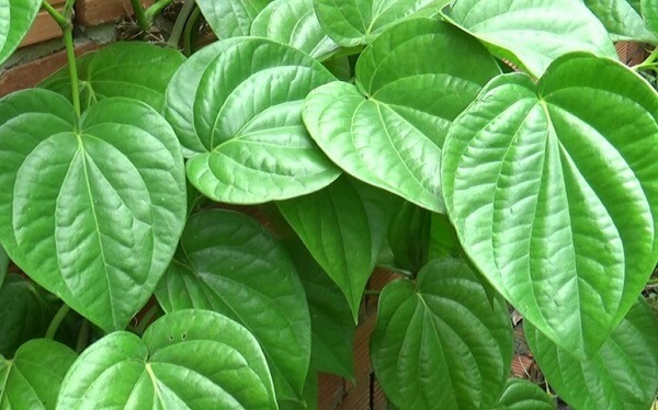Mẹo chữa sâu răng bằng lá trầu