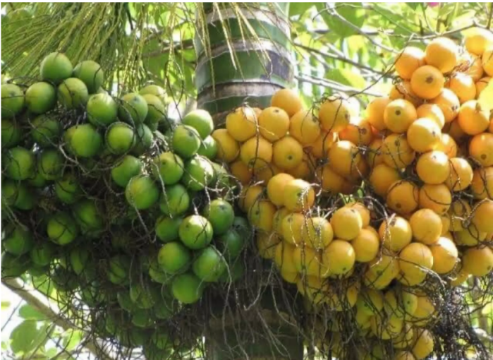 Cách làm hết ê buốt răng bằng hạt cau