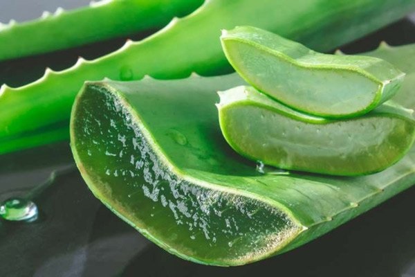 Cách chữa sưng lợi trong cùng từ lô hội
