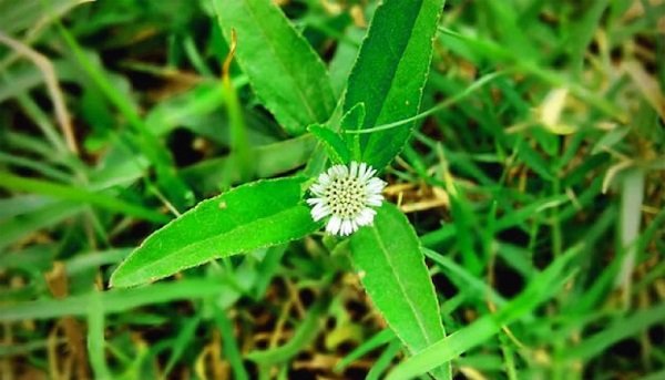 cach-lam-sach-luoi-bi-trang-9